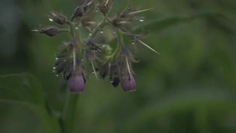 Macro shot of ants and insects on flowers and leaf Stock Footage 211807185