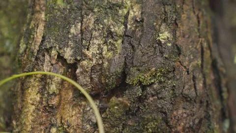 Macro shot of ants and moss covered tree trunk in forest Video stock 328030905