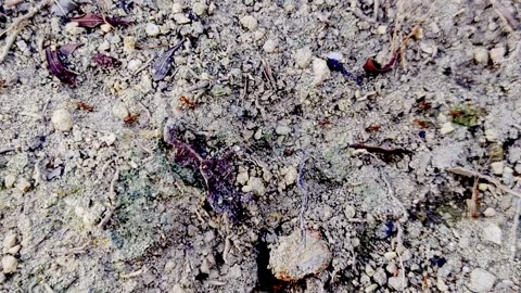 Macro Shot of Ants Crawling on Dry Ground Surface Stock Footage 327770689