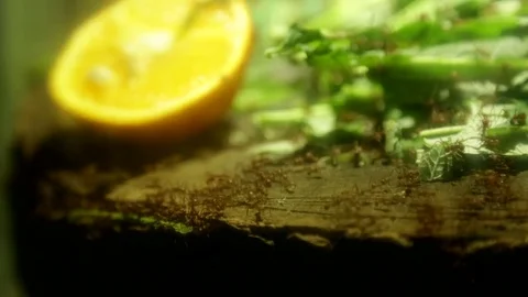 Macro shot of Ants Crawling next to Fruit and leafs Stock Footage 72671290