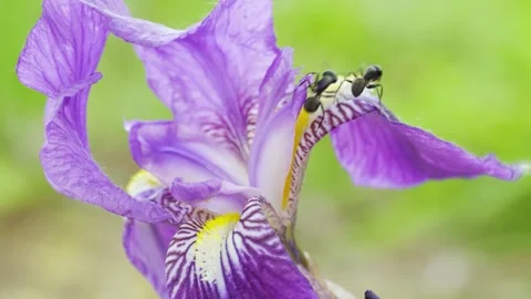 Macro shot of ants crawling on vibrant purple iris flower in garden Stock Footage 342018157
