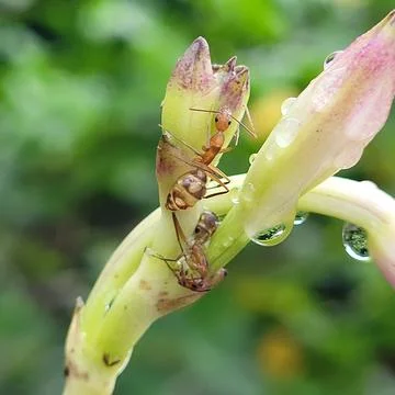 Macro shot of ants exploring floral buds with morning dew drops Stock Photos