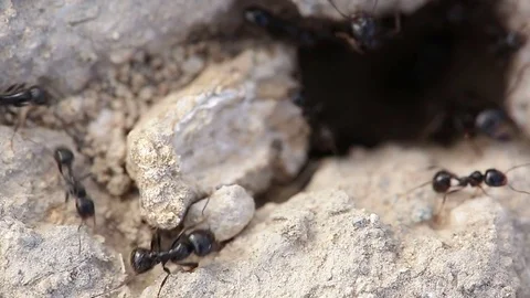 Macro shot of ants  Stock Footage 76558101
