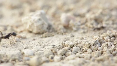 Macro shot of ants  Stock Footage 76558411