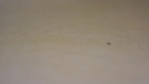 Macro Shot of Ants in a Messy Kitchen Crawling on the Countertop Stock Footage 90186642