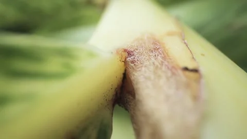 Macro shot of ants moving fast on top of a plant Stock Footage 132211997