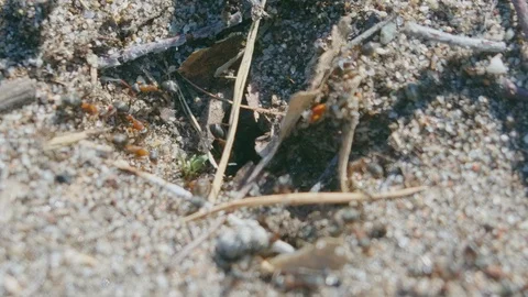 Macro shot of ants nest Stock Footage 108810664