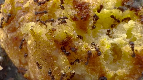 Macro shot of ants on piece of bread Video stock 240433517