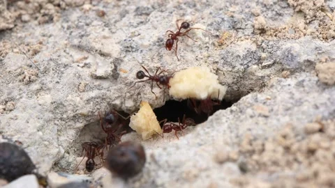 Macro shot of ants pulling bread crumbs and organizing near their nest entrance Stock Footage 295274082