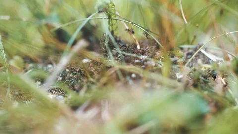 Macro shot of ants swarm Stock Footage 94960314