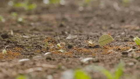 Macro shot of ants walking across sandy ground in line, Tortuguero, Costa Rica Stock Footage 141249447