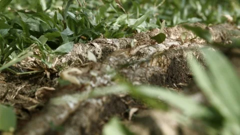 Macro shot of ants walking in grass in line, Tortuguero, Costa Rica Stock Footage 141246752