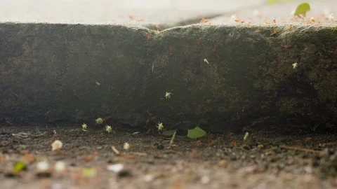 Macro shot of ants walking through dirty ground with leaves, Tortuguero Stock Footage 141249966