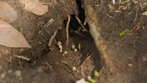 Macro shot of ants walking through dirty ground with leaves, Tortuguero Stock Footage 141250024