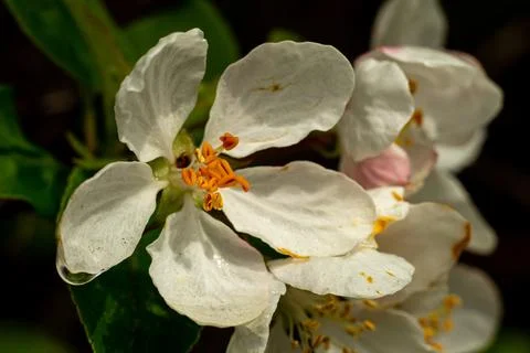 Macro shot of an apple tree flower with a raindrop on the petal Stock Photos