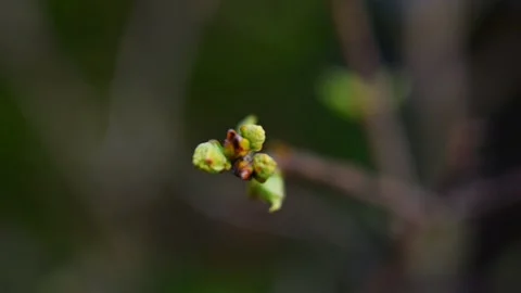 Macro Shot of Apple Tree Leaf Veins - 4K Stock Footage 267892529