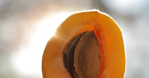Macro shot of apricot. Stock-Footage 135631811