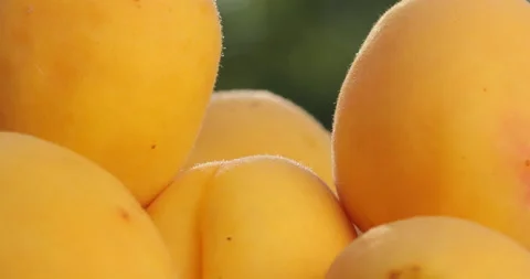 Macro shot of apricot. Stock-Footage 135642021