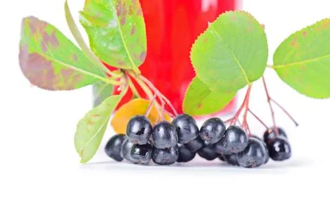 Macro shot of aronia Фото