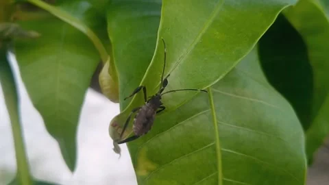 Macro Shot of an Assassin Bug on a Green Leaf Stock Footage 340304007