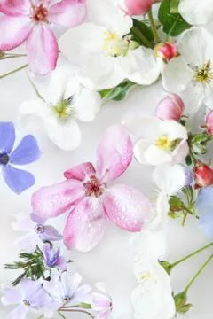Macro shot of assorted spring flowers in water Stock Photos