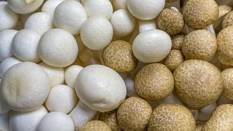 Macro shot of assorted white and brown shimeji mushrooms 写真素材