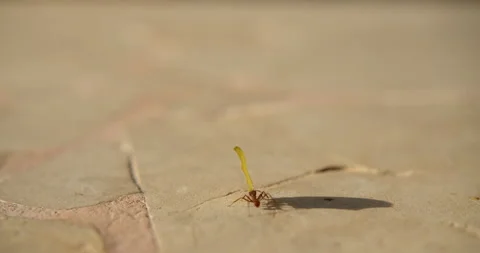 Macro Shot of Atta Leaf Cutter Ant Carrying Leaf Exotic Jungle Mexico Animal Vidéo 146801871