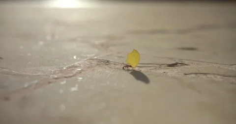 Macro Shot of Atta Leaf Cutter Ant Carrying Leaf Exotic Jungle Mexico Animal Stock Footage 146801971