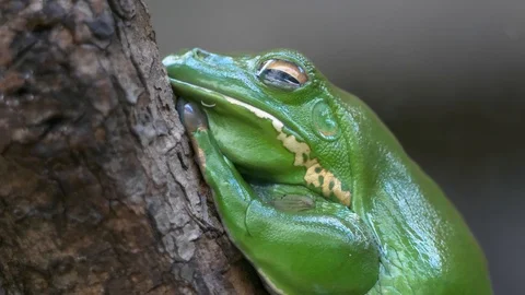 Macro shot of Australian green tree frog (Litoria caerulea) Stock Footage 90942529