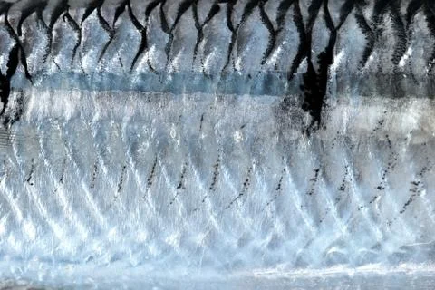 Macro shot back of herring background  Stock Photos
