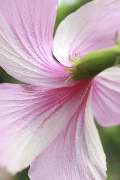 Macro shot of the back side of a bicolor pink and white hibiscus flower Stock Photos