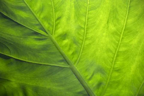 Macro shot of back side of green tropical leaf in front of sunlight Stock-Fotos