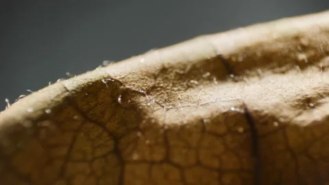 Macro shot of backlit dry leaf Stock Footage 194482709