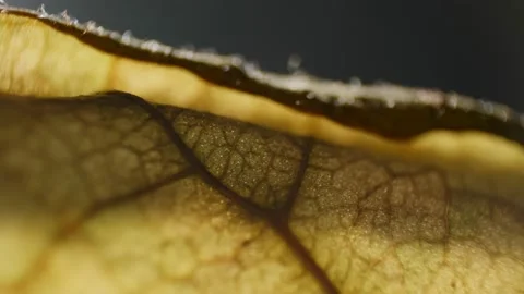 Macro shot of backlit dry leaf Stock Footage 194482744