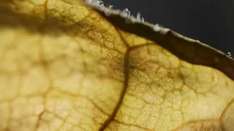Macro shot of backlit dry leaf Stock Footage 194482745
