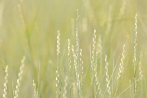Macro shot of backlit grass heads with seeds Stock Photos