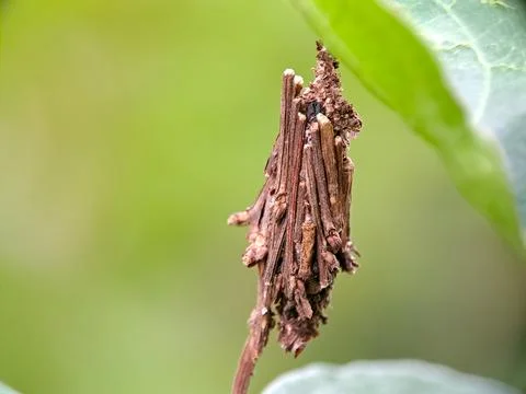 Macro shot of a bagworm larva case hanging from a green leaf, photographed .. Stock Photos