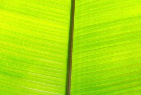 Macro Shot of Banana Tree Leaf. Floral Texture Stock Photos