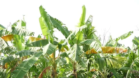 Macro shot of banana trees large leaves Stockbeeldmateriaal 150719829