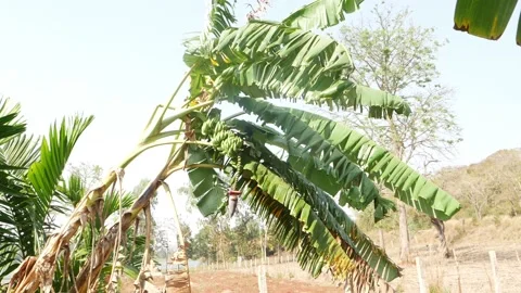 Macro shot of banana trees large leaves Stock-Footage 150720192