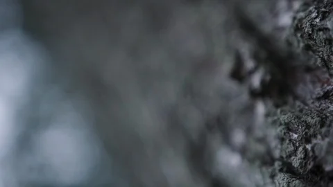 Macro shot of bark looking up into sky and branches Stock-Footage 88048275