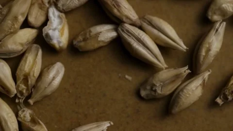 Macro shot of barley grains rotating on brown surface Stock Footage 327947996