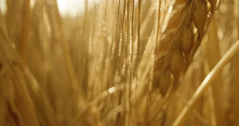 Macro shot of barley with a probe lens Stock Footage 135133464