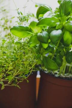 Macro shot of basil and thyme plants shot at shallow depth of field Stock Photos