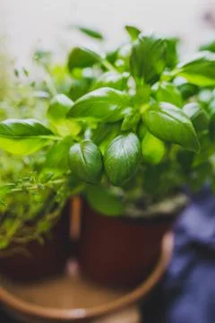 Macro shot of basil and thyme plants shot at shallow depth of field Stock Photos