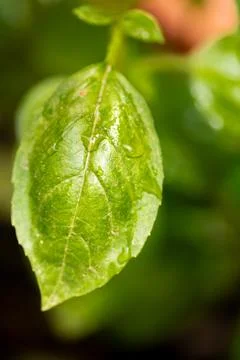 Macro shot of a basil leaf from a basil plant Stock-Fotos