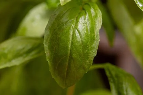 Macro shot of a basil leaf from a basil plant 스톡 사진