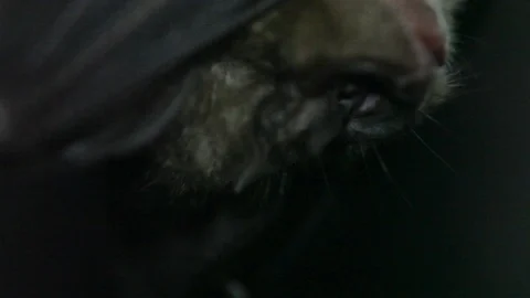 Macro Shot of a Bat's Nose Stockbeeldmateriaal 109155215