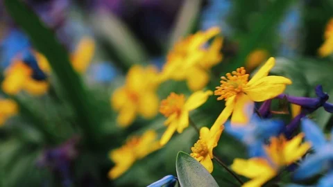 Macro shot of beautiful blossoming spring forest flowers and plants at green Stock Footage 89402504