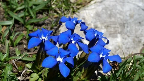 Macro shot of beautiful blue mountain flowers in Tyrolean Alps Stock Footage 145808676